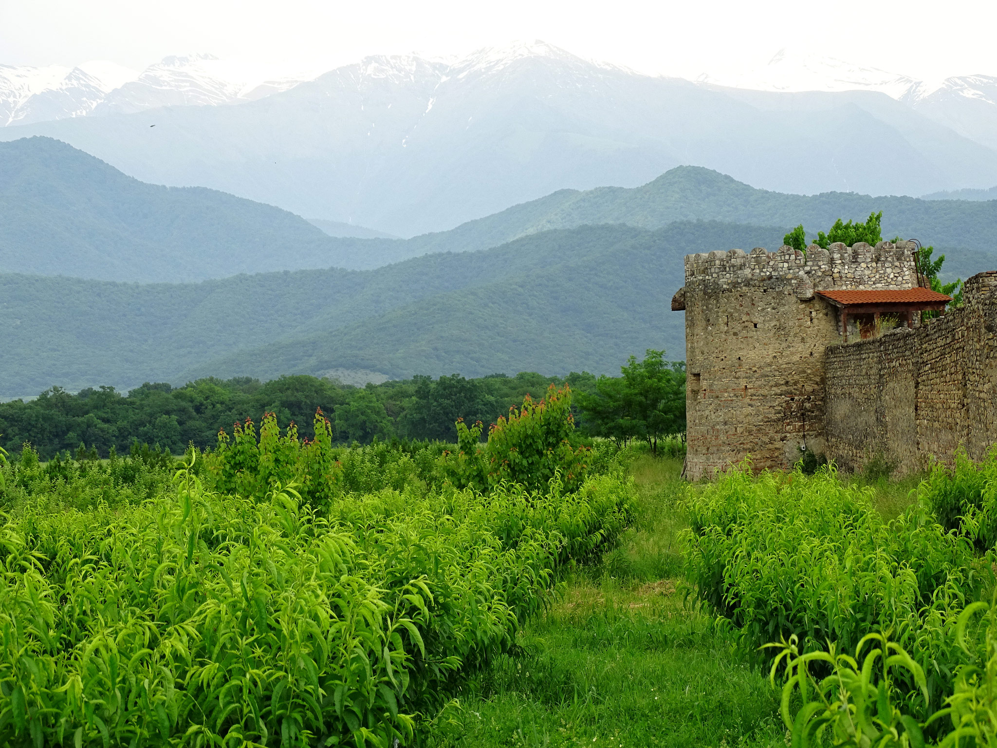 Telavi (თელავი, Телави)
